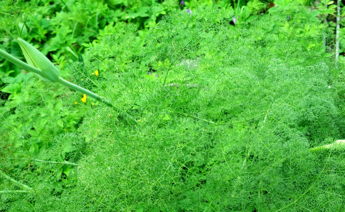 Image of Ferula angreni specimen.