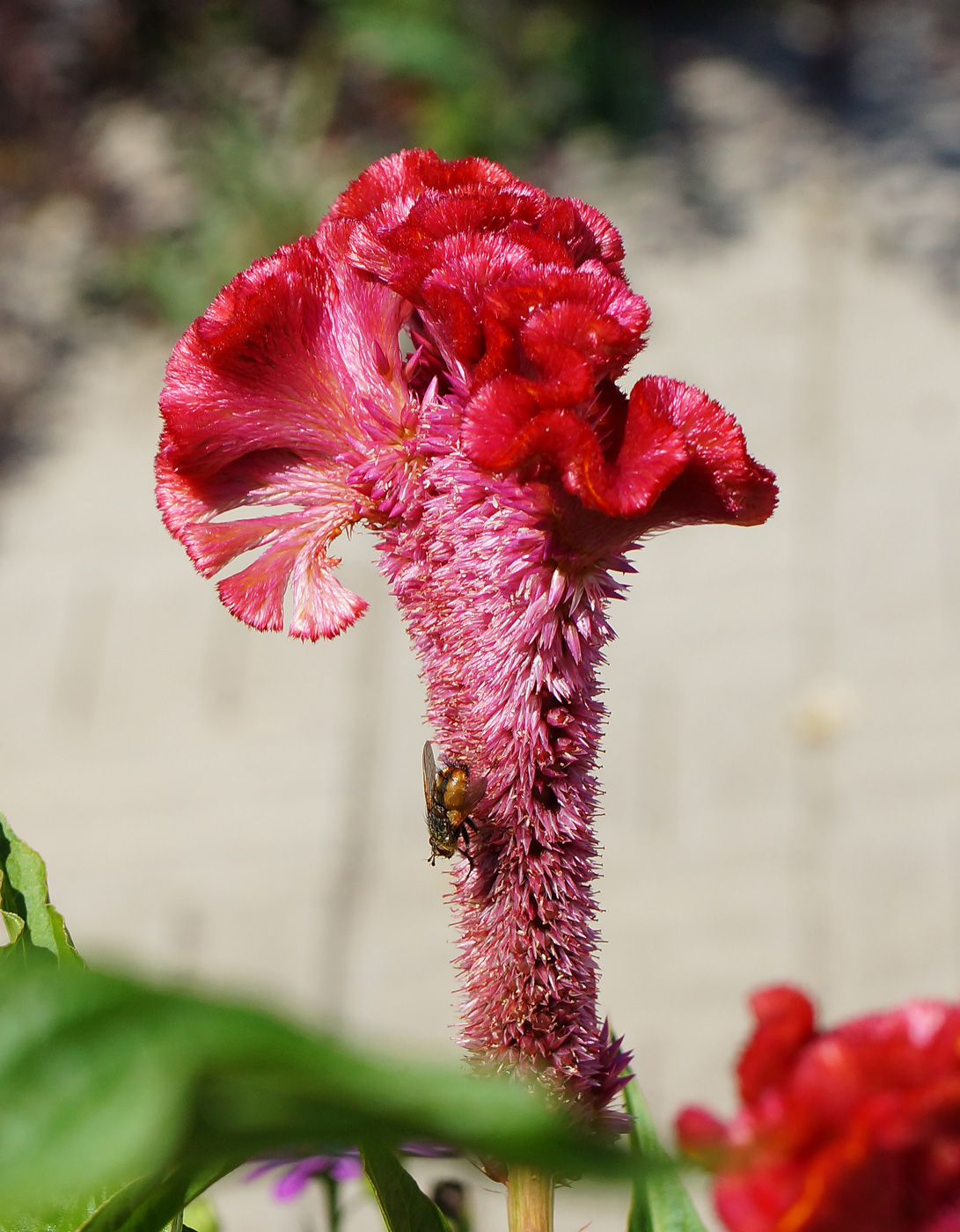 Image of Celosia cristata specimen.