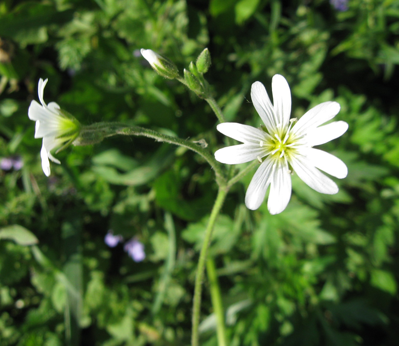 Image of Cerastium arvense specimen.