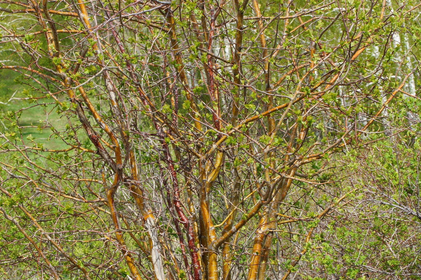 Image of Crataegus chlorocarpa specimen.