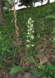 Platanthera chlorantha