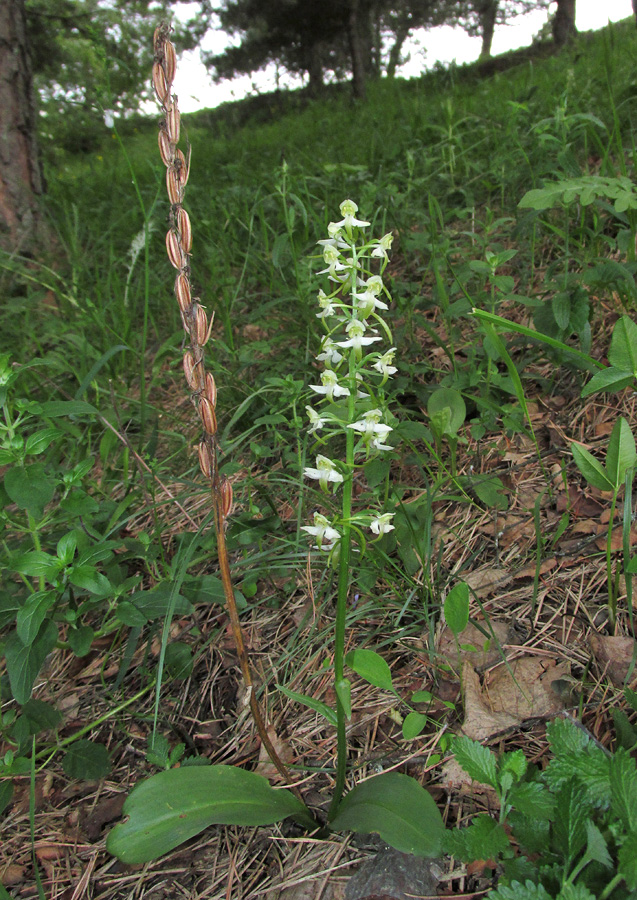 Image of Platanthera chlorantha specimen.