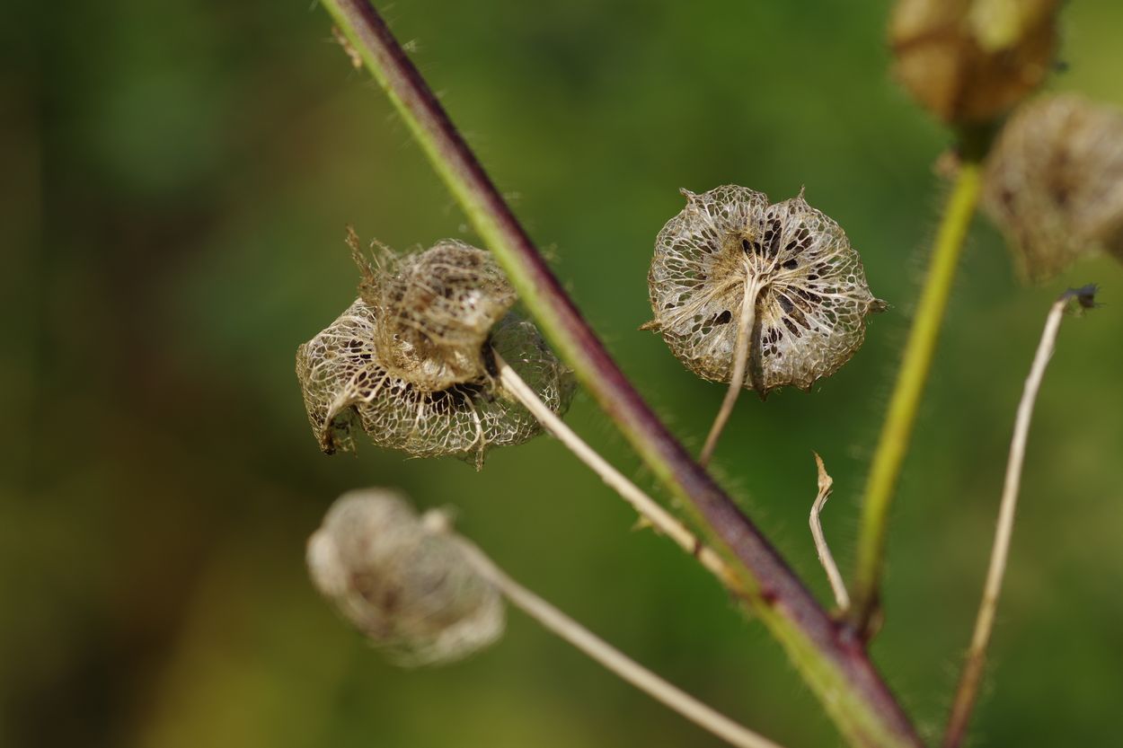 Изображение особи Malva moschata.