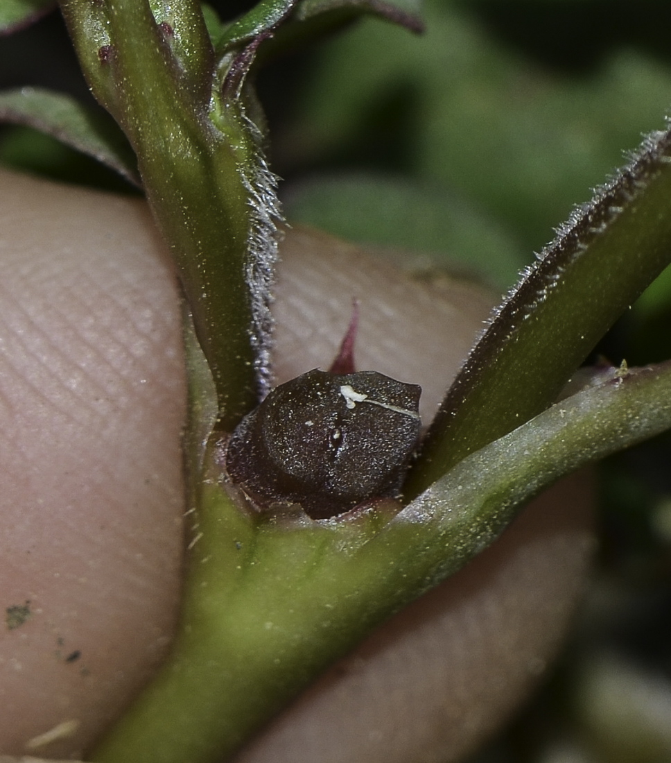 Image of Trianthema portulacastrum specimen.