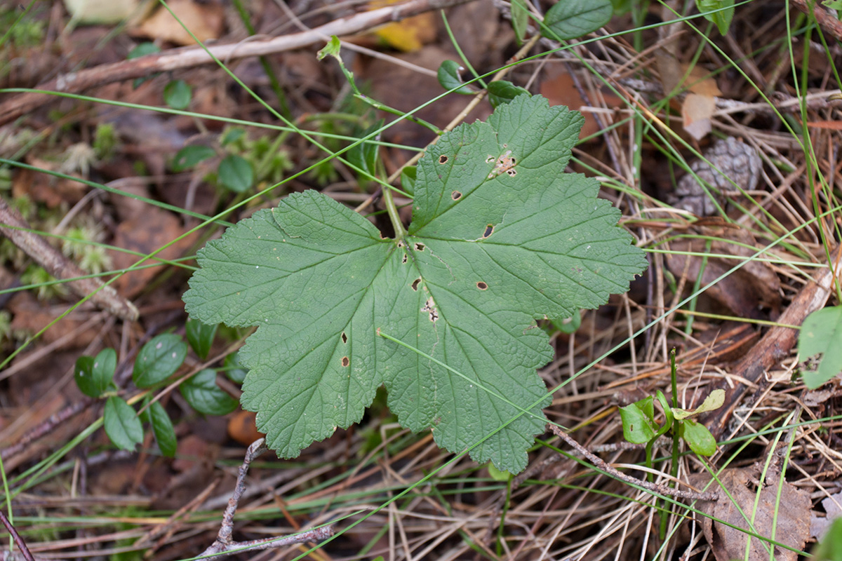 Image of Rubus chamaemorus specimen.