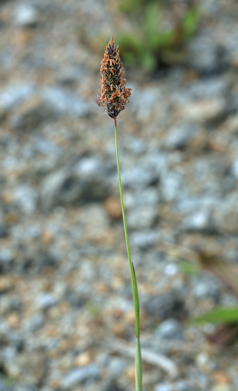 Image of Alopecurus alpinus specimen.