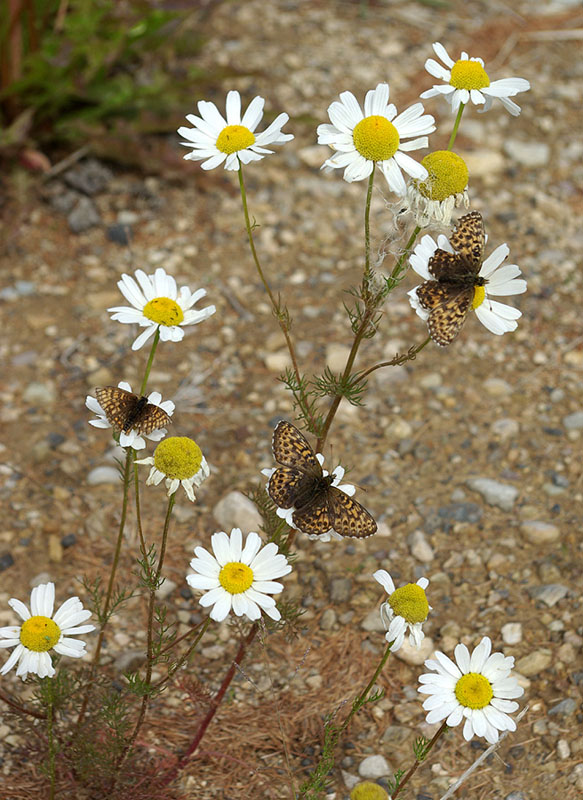 Image of genus Tripleurospermum specimen.