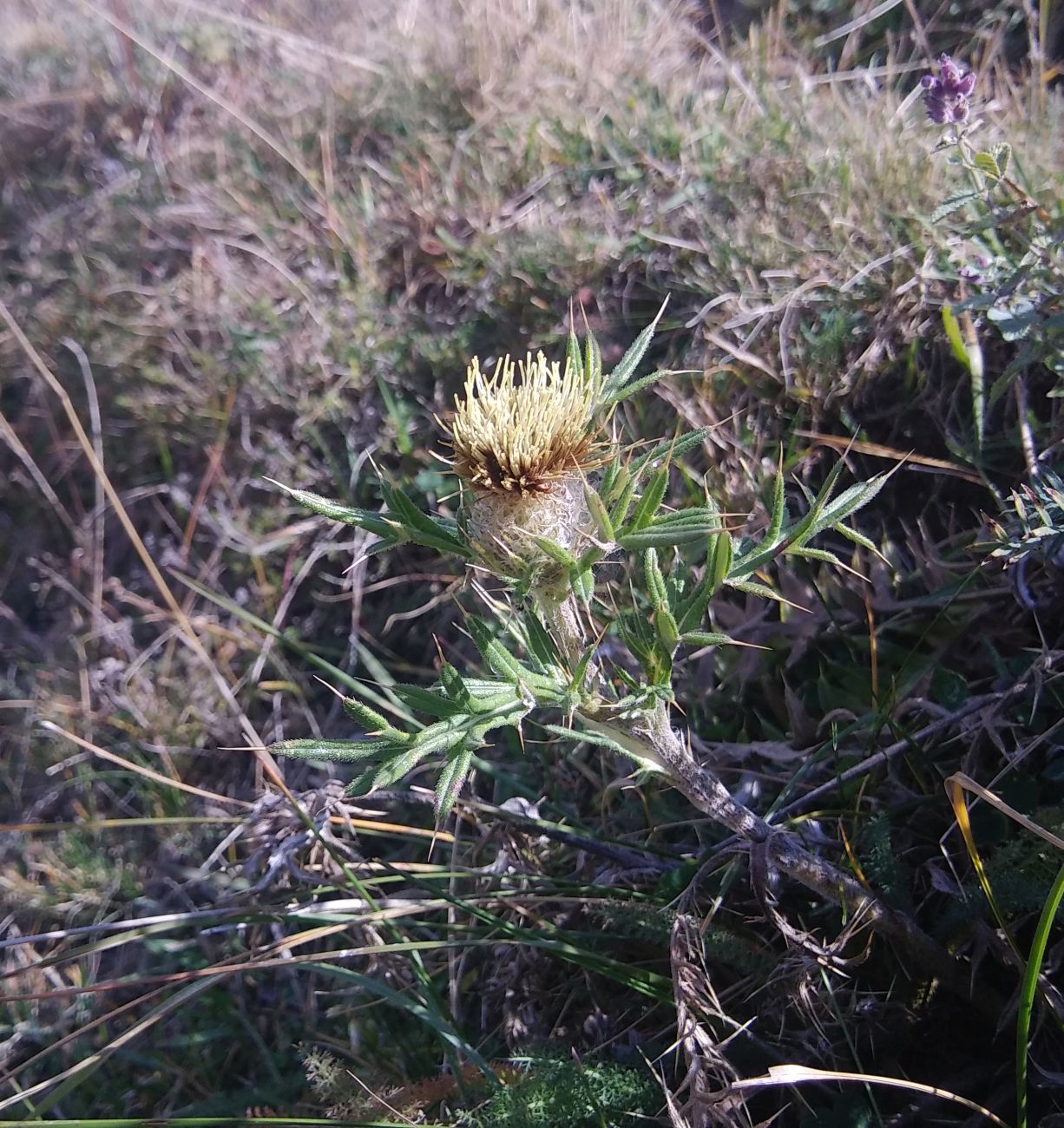 Изображение особи род Cirsium.