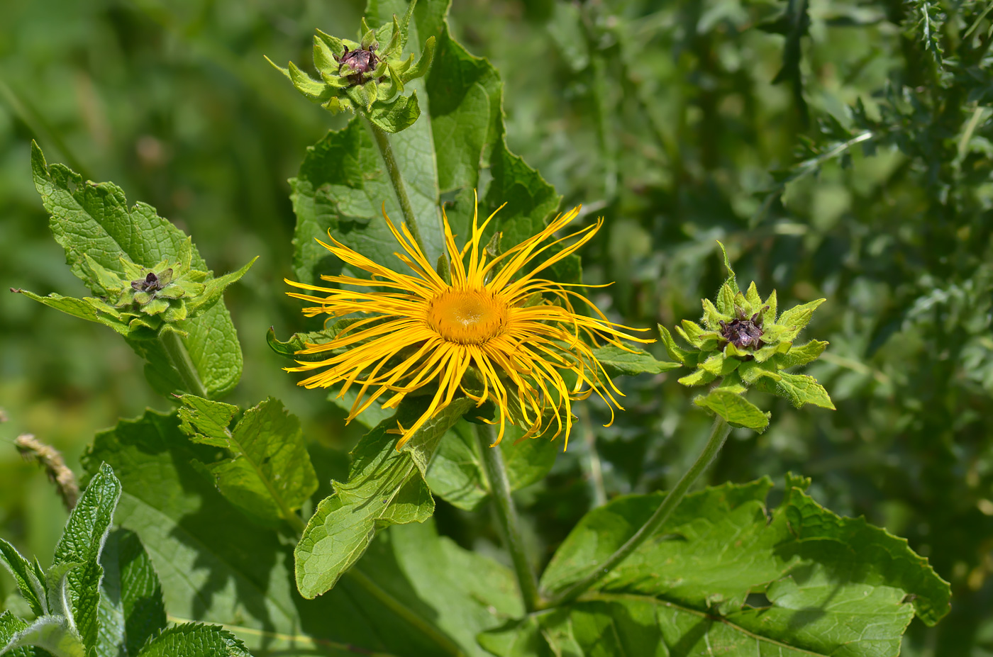 Image of Inula magnifica specimen.