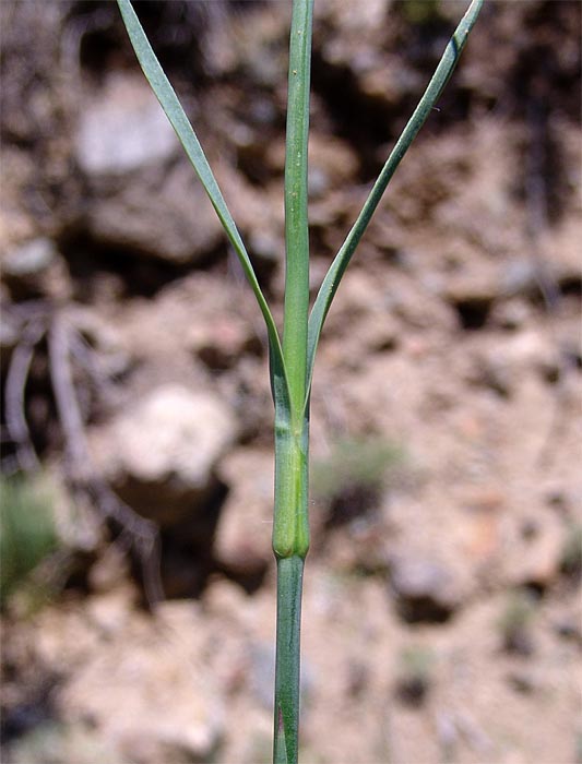 Image of Dianthus ruprechtii specimen.