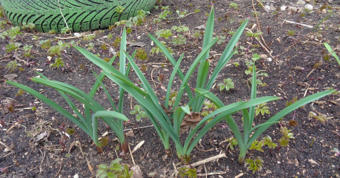 Image of genus Allium specimen.