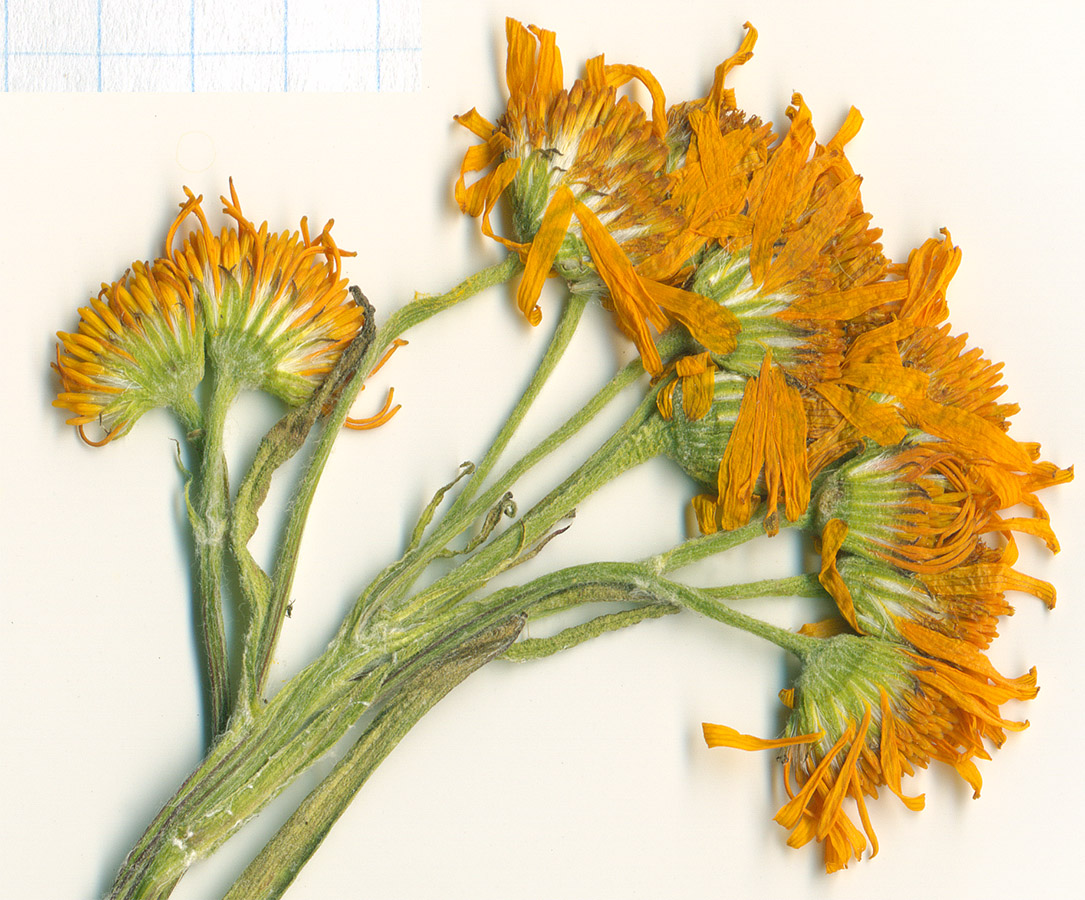 Image of Tephroseris integrifolia specimen.