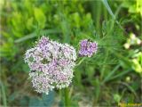 Смотреть изображение Mutellina adonidifolia