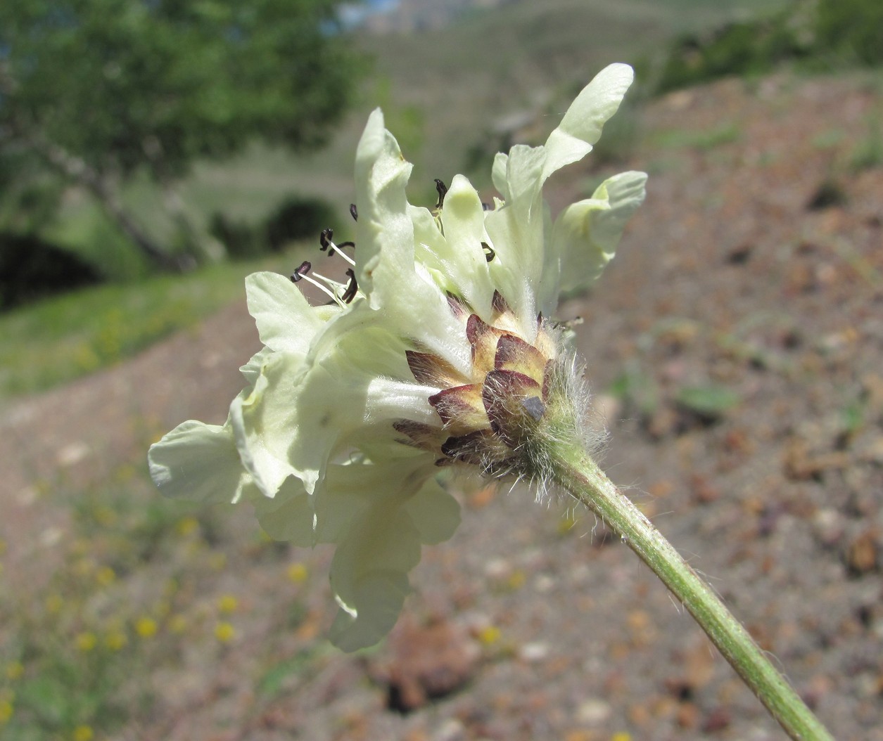 Image of Cephalaria dagestanica specimen.