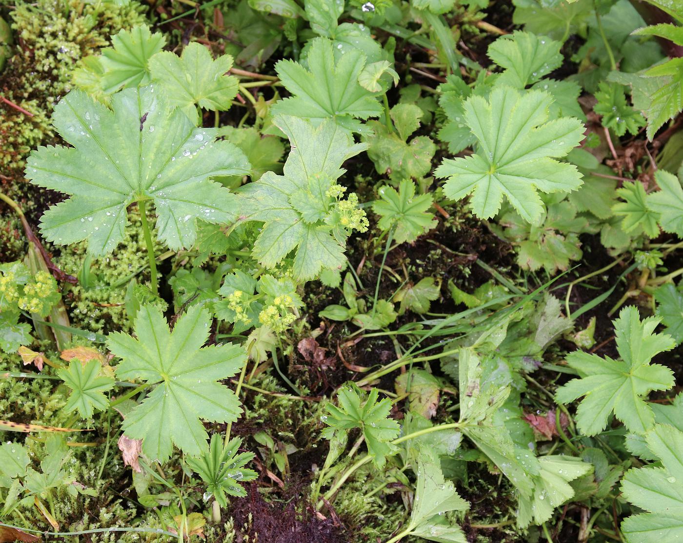 Изображение особи Alchemilla glabra.