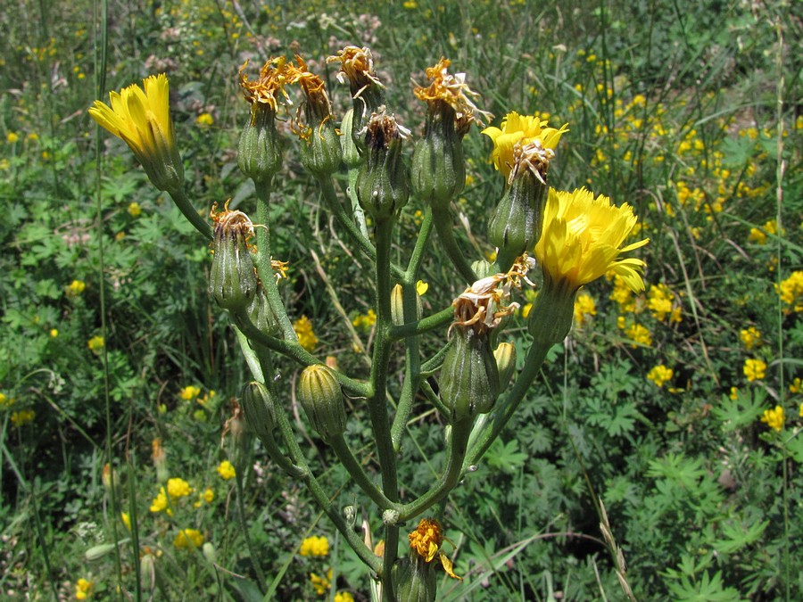 Image of Crepis pannonica specimen.