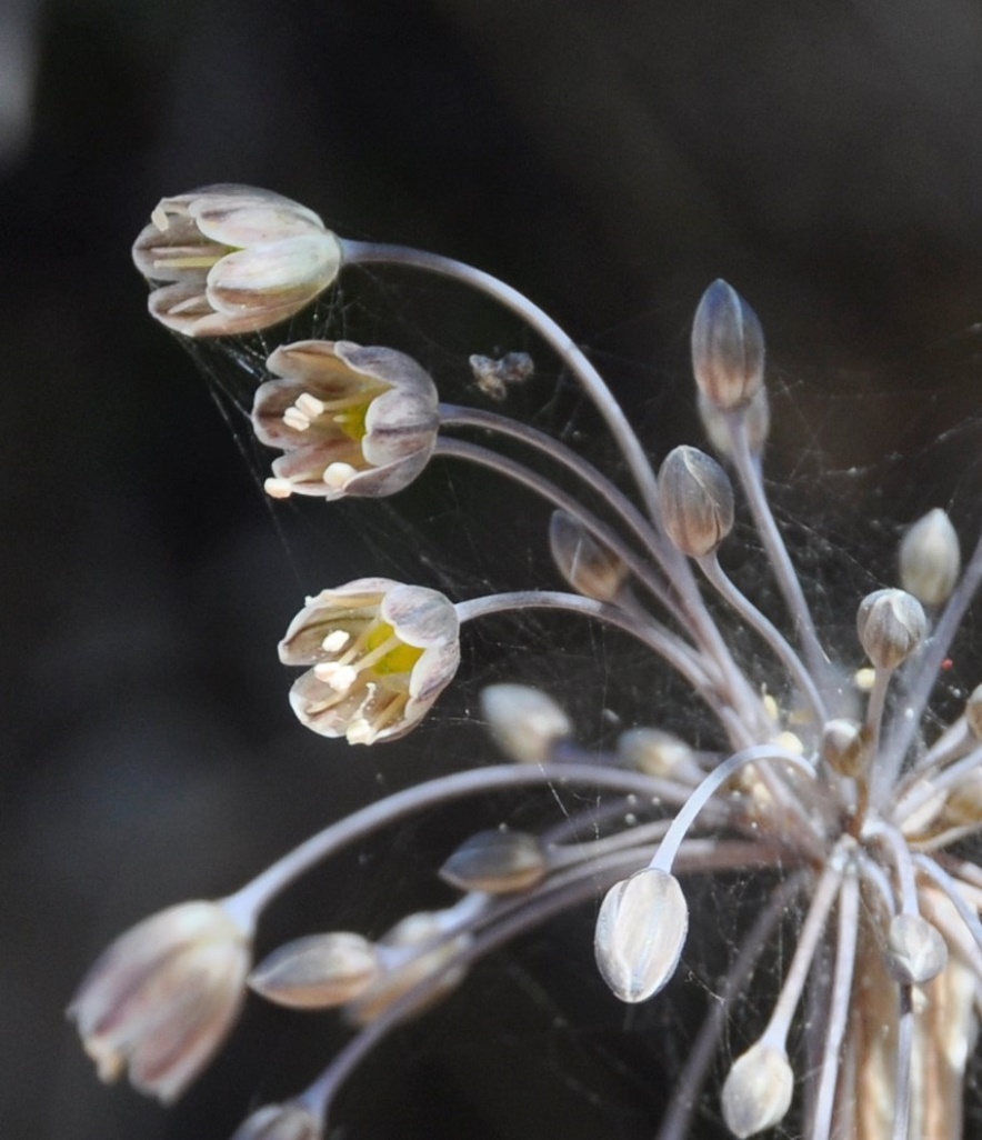 Image of Allium autumnale specimen.