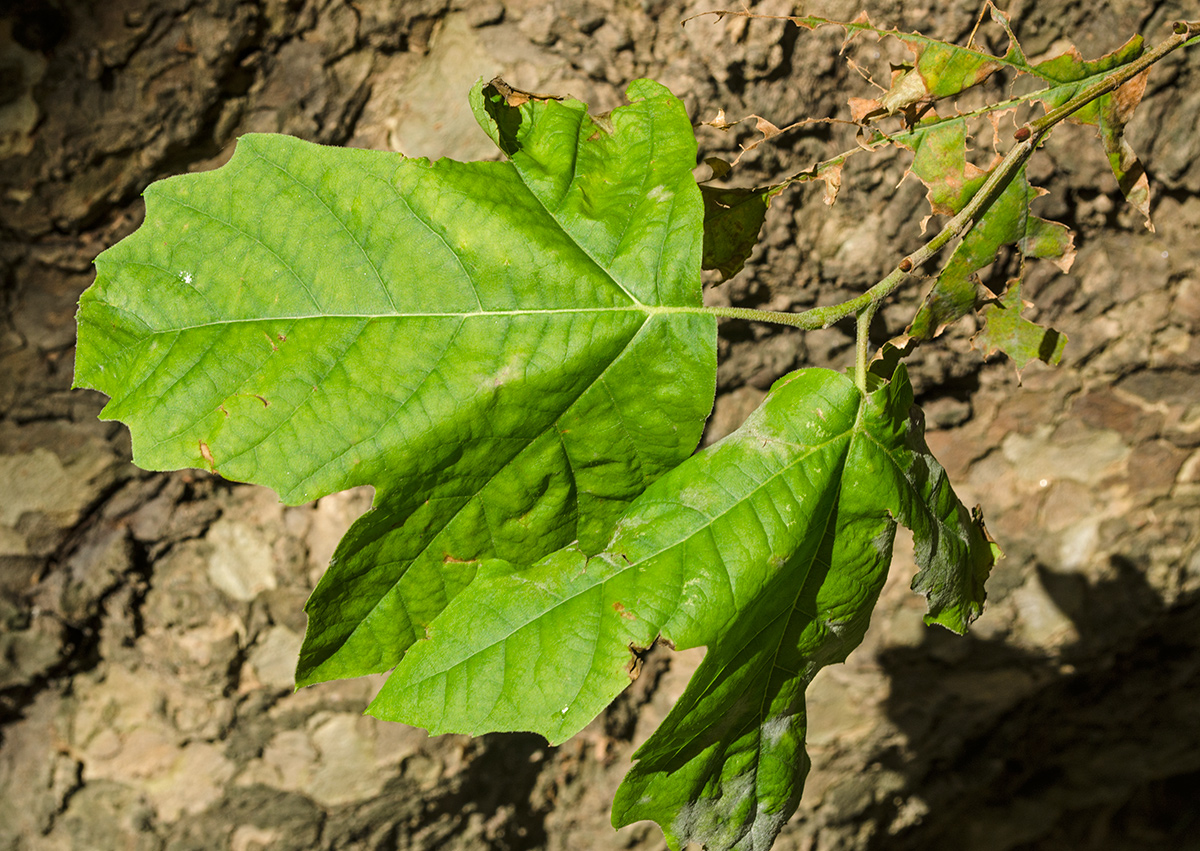 Изображение особи Platanus orientalis.