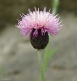 Carduus seminudus. Соцветие. Азербайджан, Масаллинский р-н. 14.04.2010.