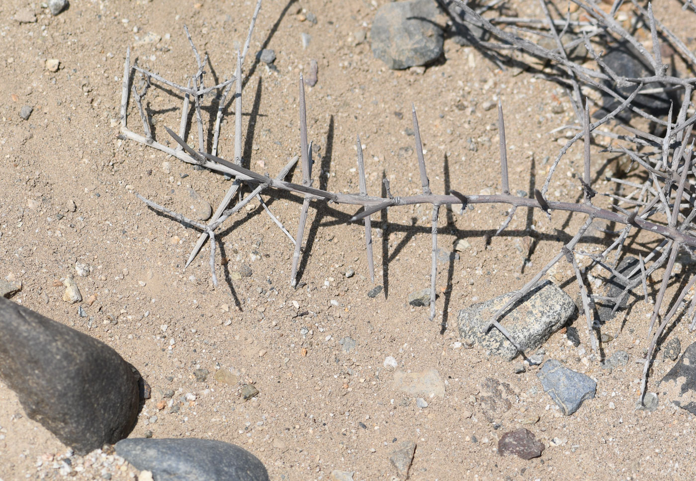 Image of Scutia spicata specimen.