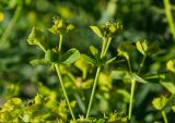 Euphorbia uralensis