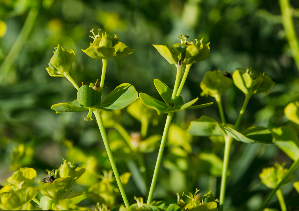 Image of Euphorbia uralensis specimen.