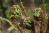 Смотреть изображение Dryopteris filix-mas