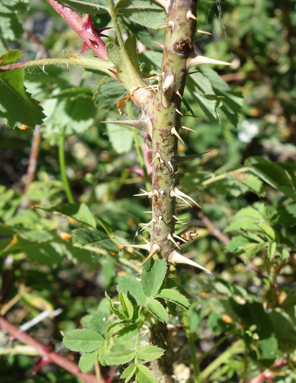 Image of Rosa alberti specimen.