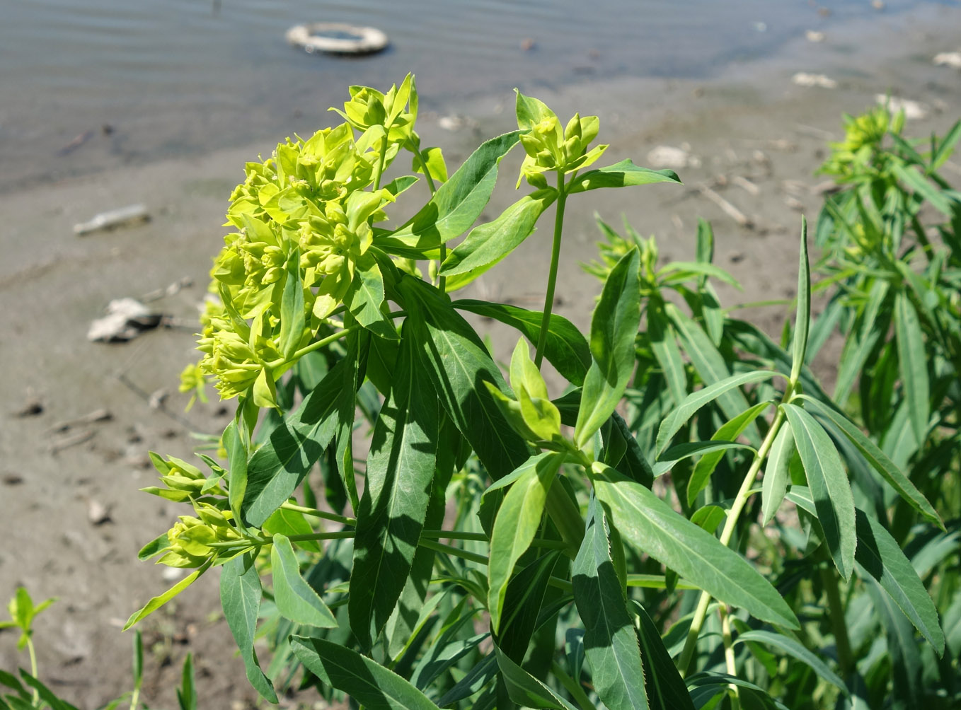 Image of Euphorbia lamprocarpa specimen.