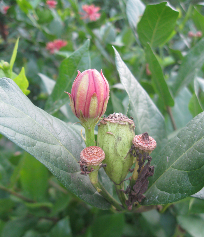 Image of Calycanthus floridus specimen.