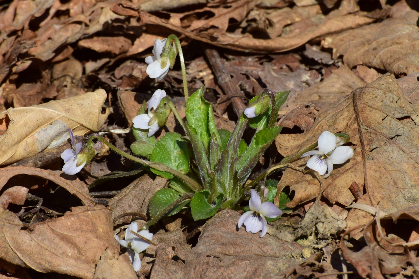 Image of Viola collina specimen.