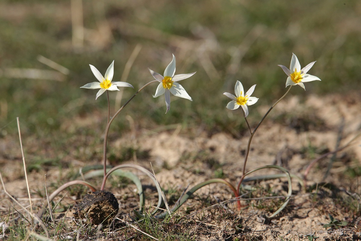 Image of Tulipa buhseana specimen.