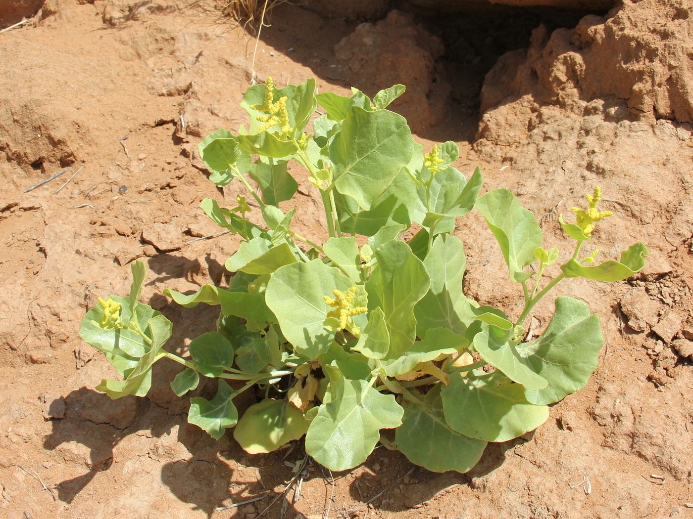 Image of Atriplex moneta specimen.