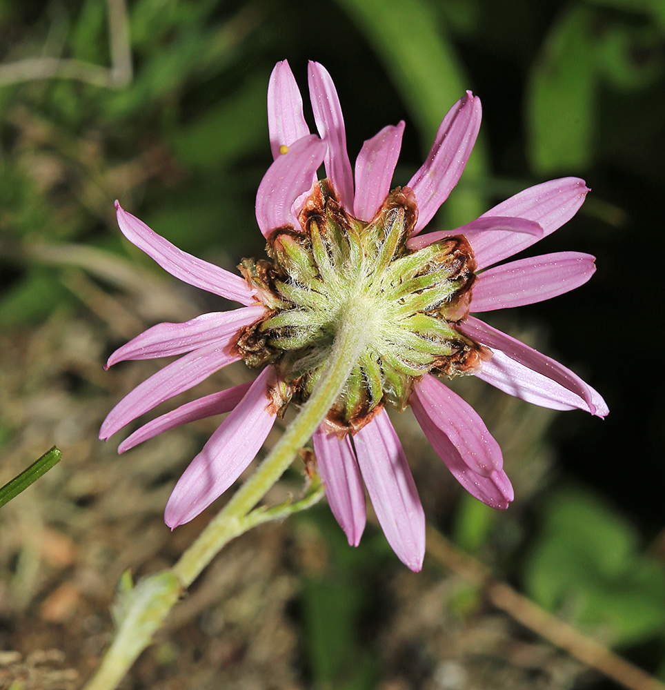 Image of Chrysanthemum oreastrum specimen.