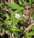 Geranium sibiricum. Цветок. Республика Алтай, окр. пос. Манжерок, правый берег Катуни, край луга у реки. 27.07.2020.