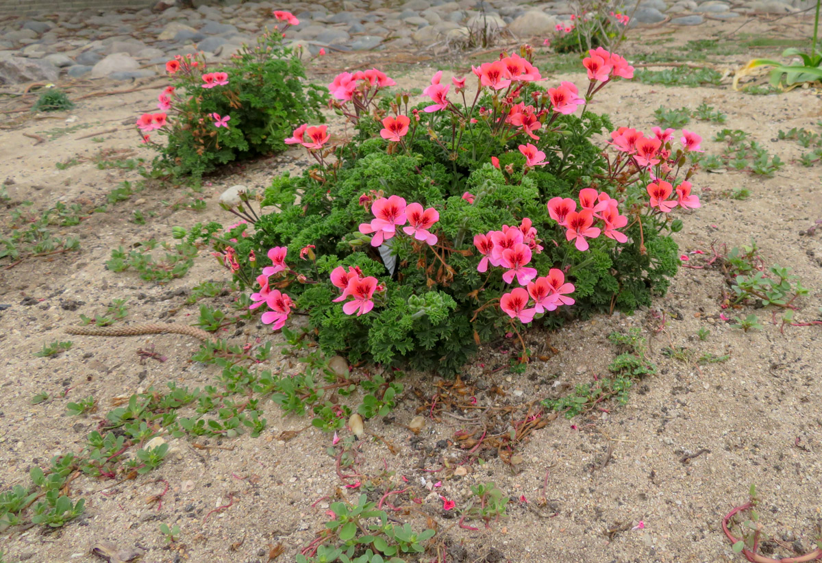 Изображение особи род Pelargonium.