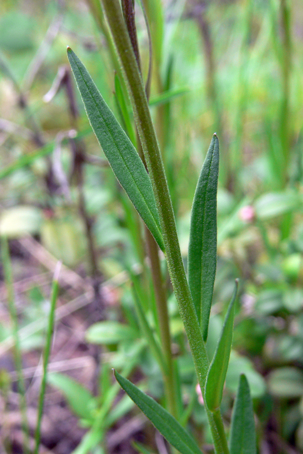 Image of Polygala wolfgangiana specimen.