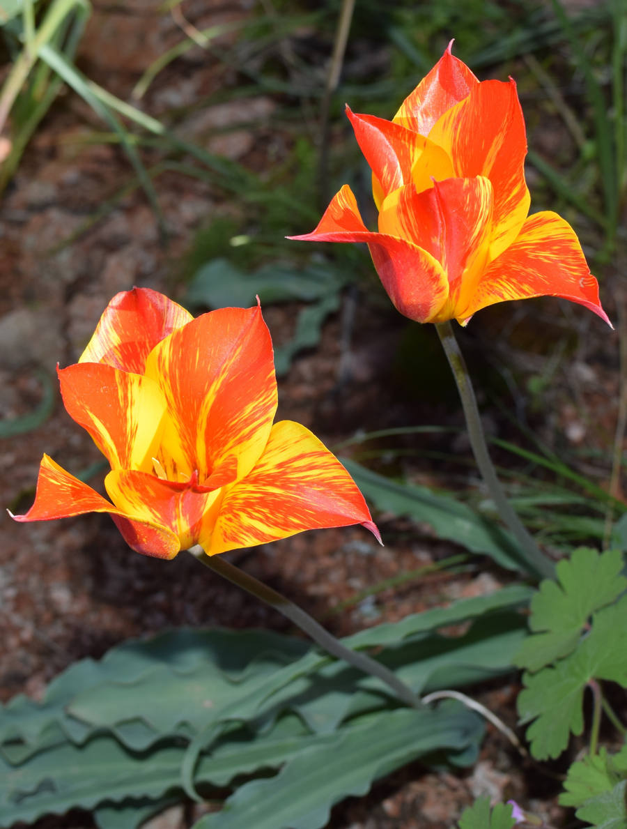 Image of Tulipa dubia specimen.