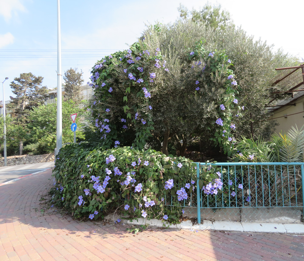 Image of Thunbergia laurifolia specimen.