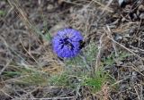 Echinops ruthenicus. Верхушка цветущего растения с кормящимся шмелём. Башкирия, Учалинский р-н, хр. Нурали, ≈ 700 м н.у.м., степной склон. 22.07.2020.