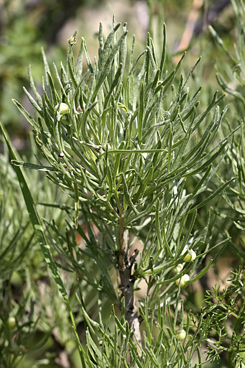 Изображение особи Lepidolopha komarowii.