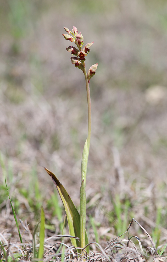 Image of Steveniella satyrioides specimen.