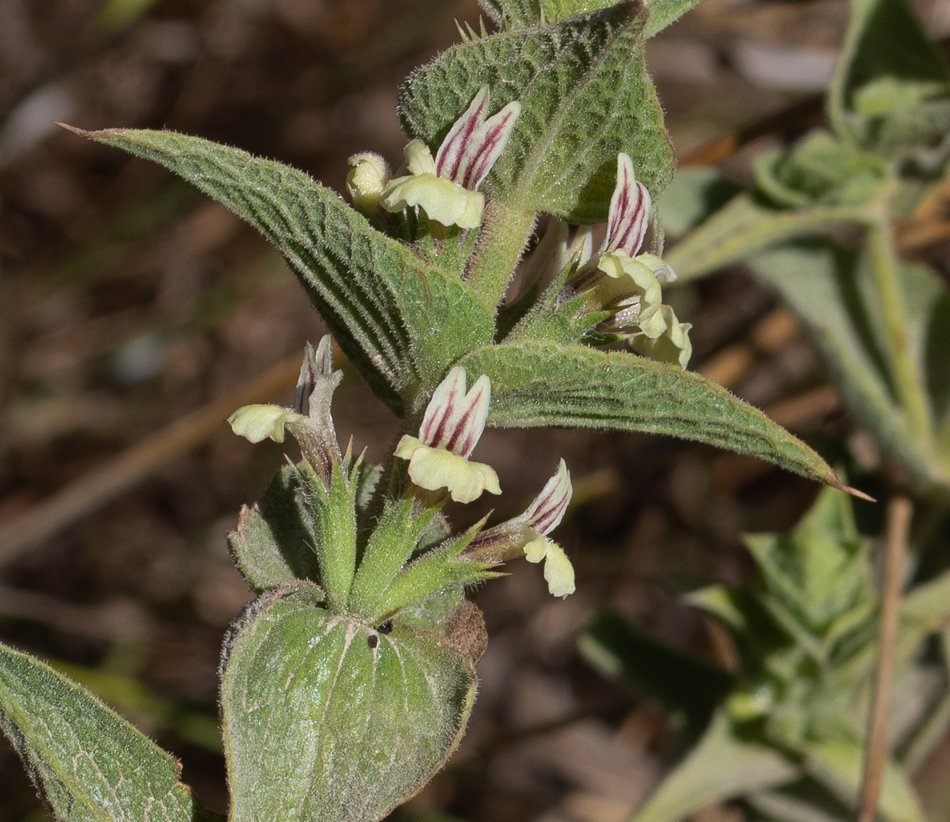 Image of Sideritis pullulans specimen.