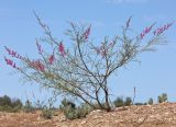 Astragalus barbidens. Цветущее растение. Дагестан, Дербентский р-н, побережье в окр. с. Деличобан, дюны. 12 июня 2021 г.