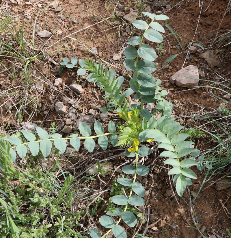 Image of Astragalus aegobromus specimen.