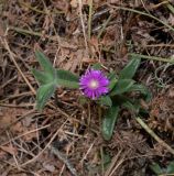 familia Aizoaceae. Побег с цветком. Израиль, Шарон, г. Тель-Авив, ботанический сад \"Сад кактусов\". 03.05.2021.