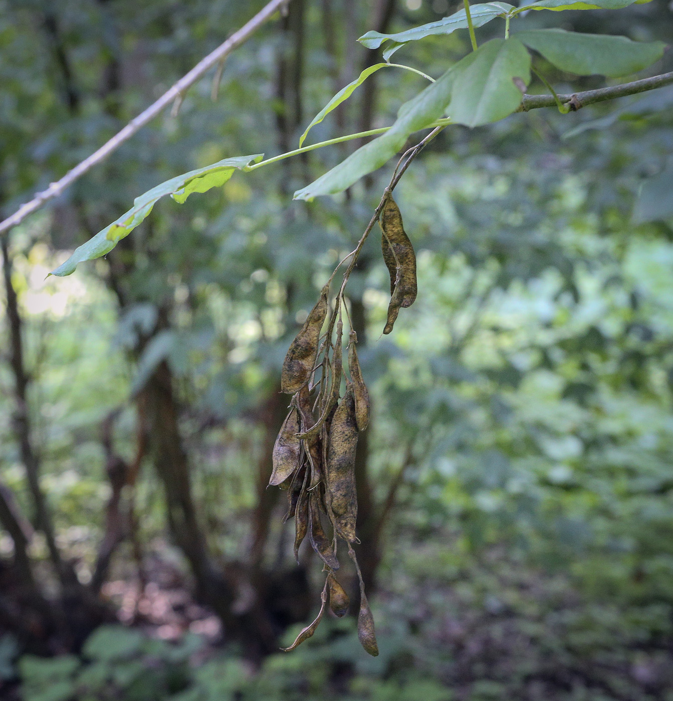 Image of Laburnum anagyroides specimen.