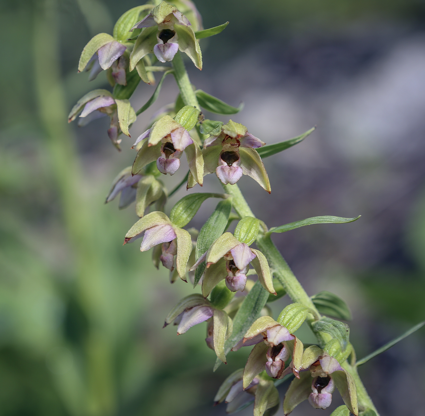 Image of Epipactis helleborine specimen.