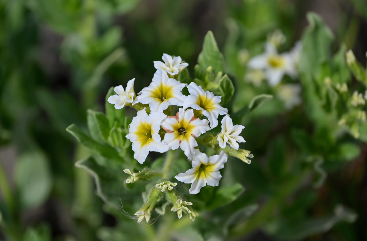 Image of Argusia sibirica specimen.