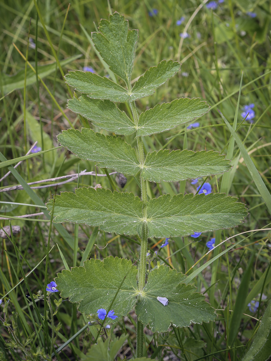 Image of Pastinaca sativa specimen.